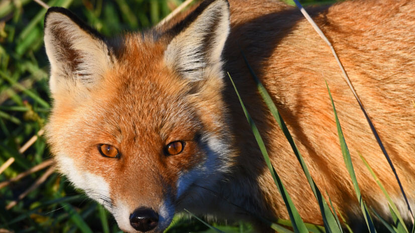 The Success Of Our Fox Control Service