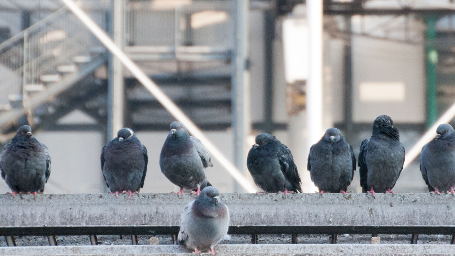 Our Bird Netting & Bird Spikes Services