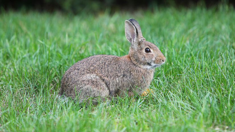 Pest Control Kent: What Do We Do?