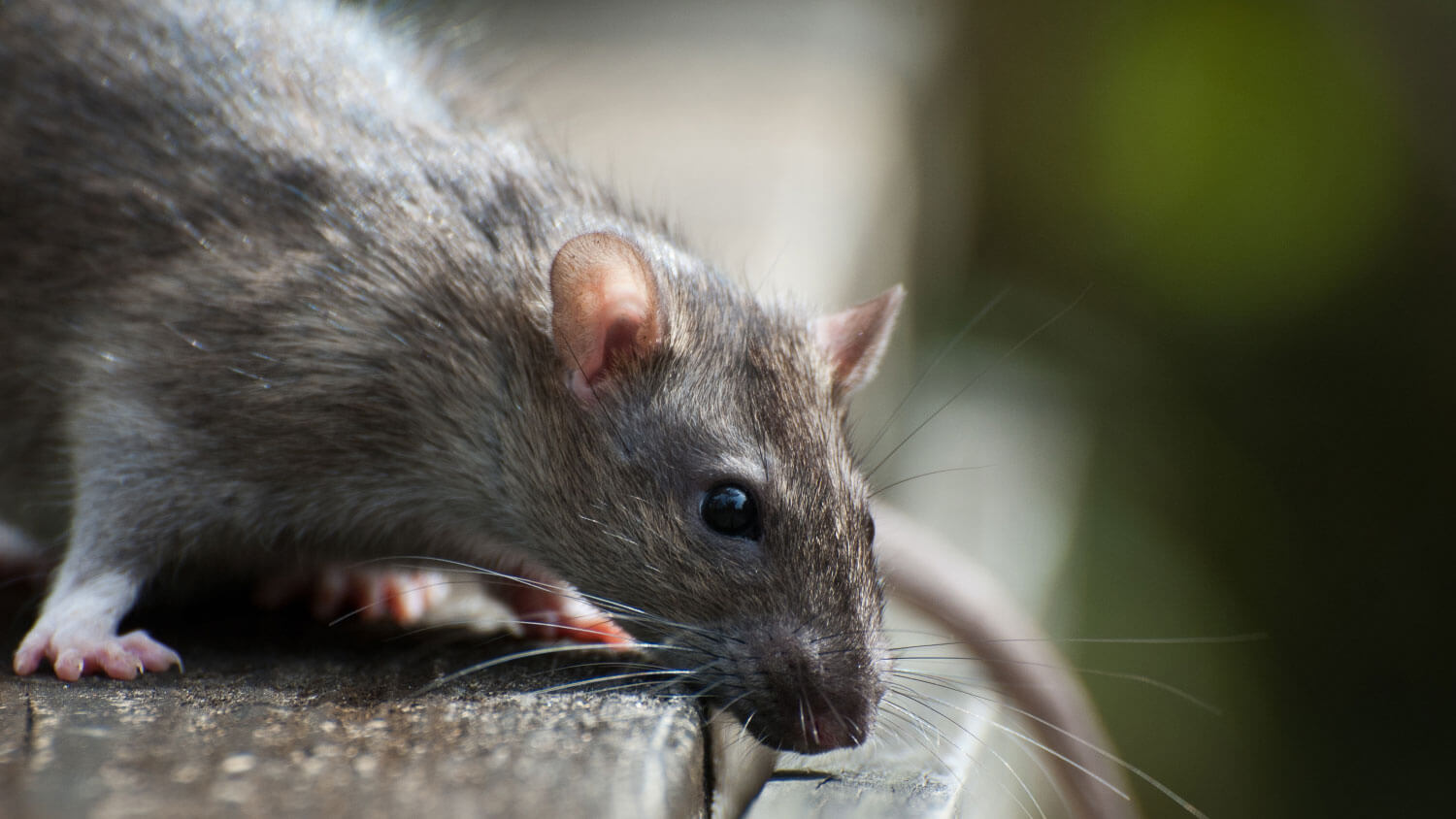 Rodent Control Services Rodent Removal Sle Environmental
