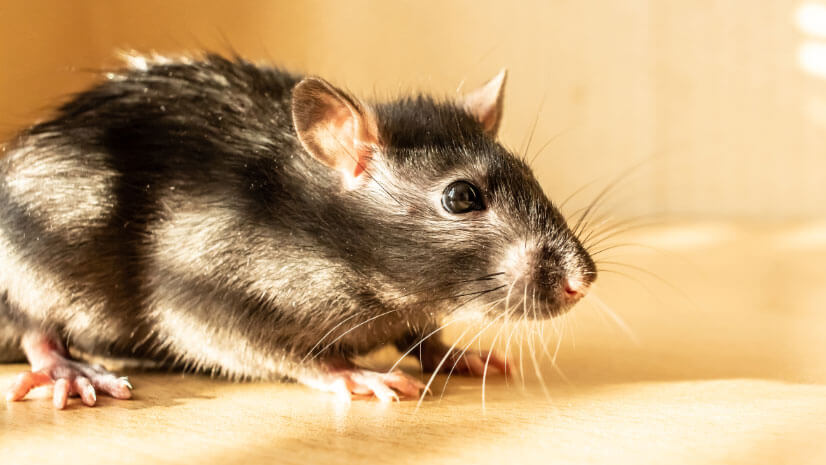 Treatment For Rodents