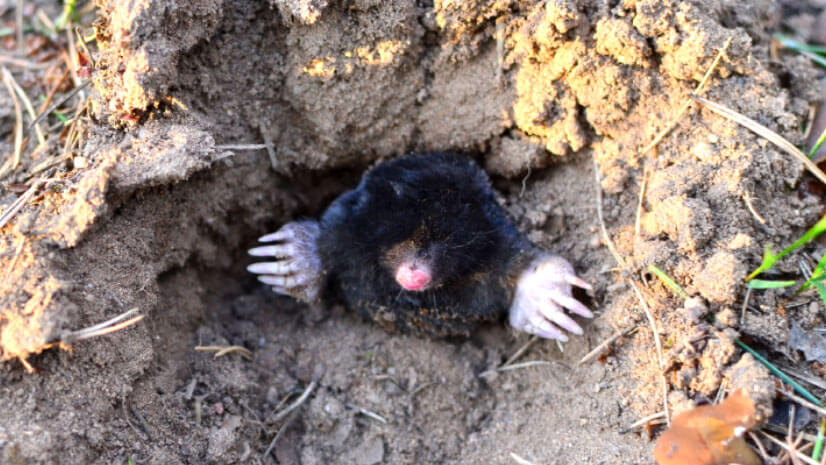 Why Is Mole Control Important?