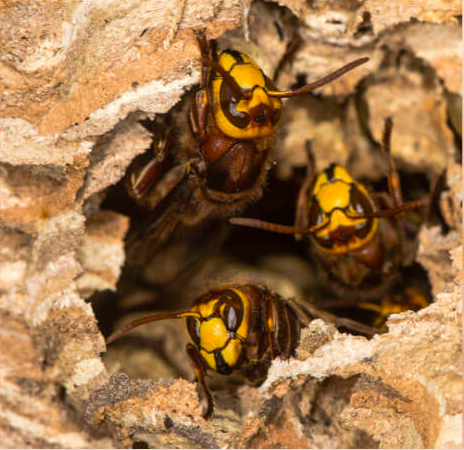 Wasp Control Kent: How We Deal With Wasps During The Summer Season