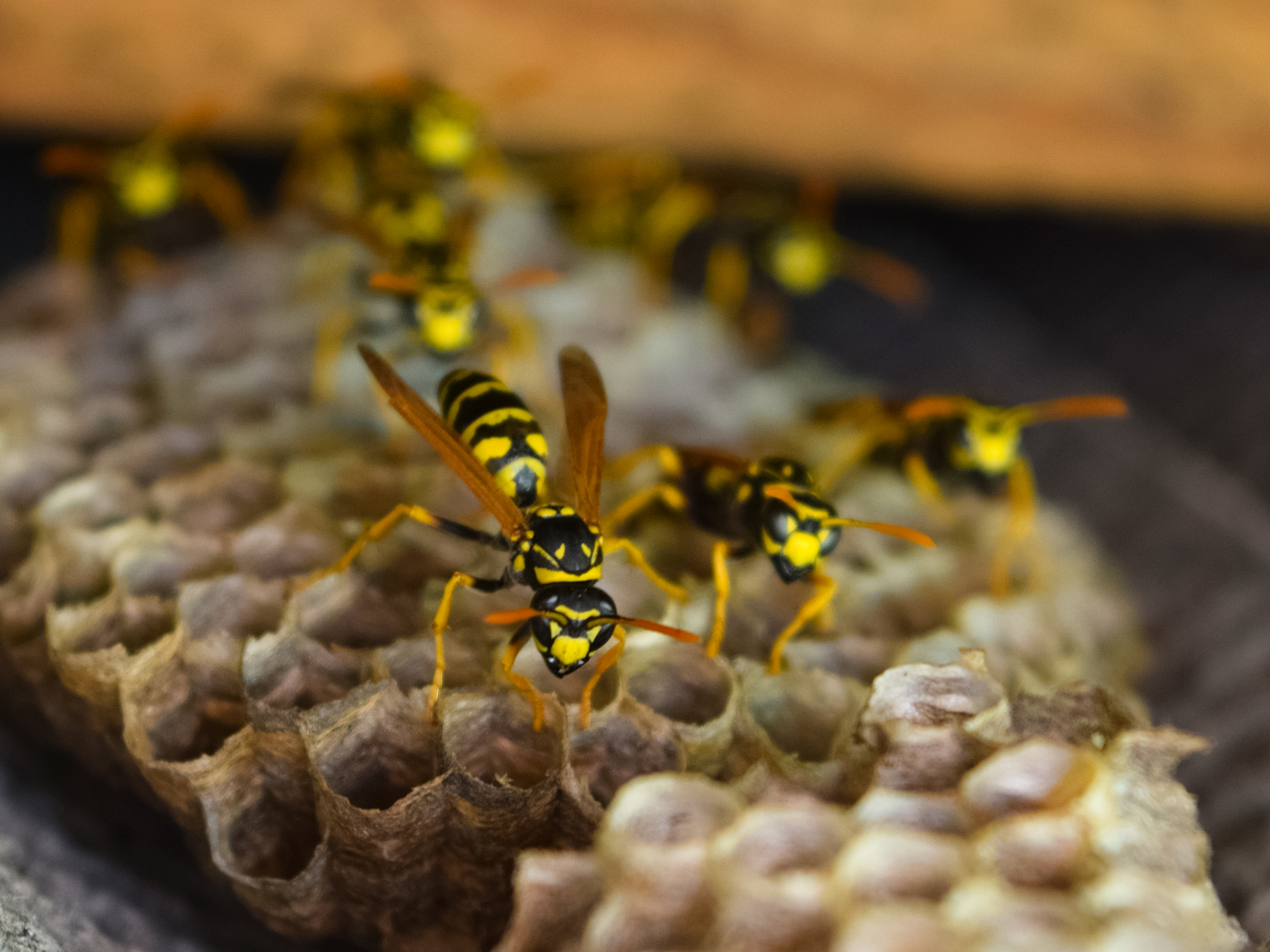 How Effective Are Our Wasp Control Services?