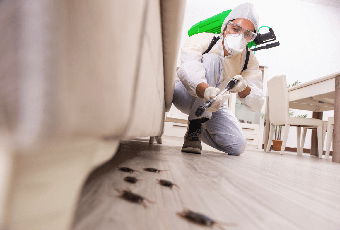 Emergency Pest Control: What To Do When Pests Strike Suddenly