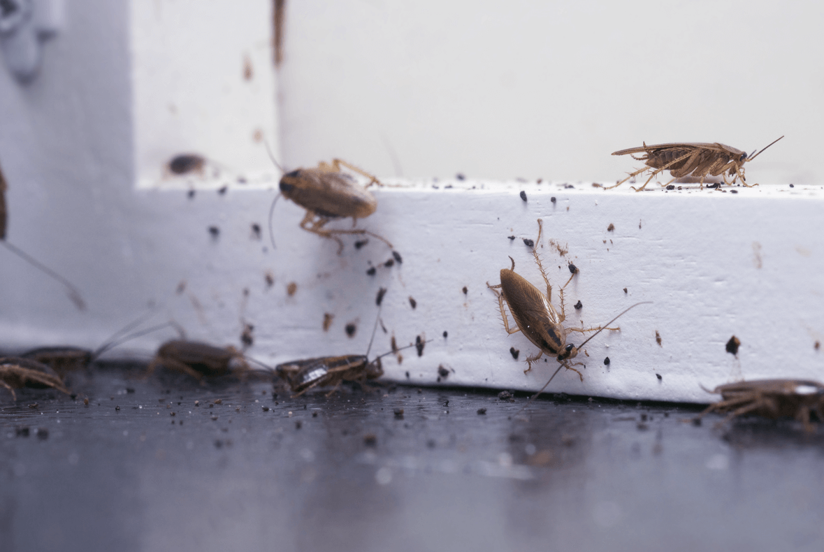 Insect Control: How We Deal With Unwanted Bugs